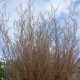 Schizachyrium scoparium 'Wild West'