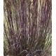 Andropogon gerardii 'Blackhawks'