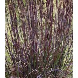 Andropogon gerardii 'Blackhawks'