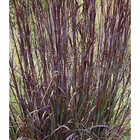 Andropogon gerardii 'Blackhawks'