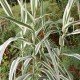 Arundo donax 'Variegata'