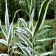 Arundo donax 'Variegata'