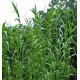 Arundo donax