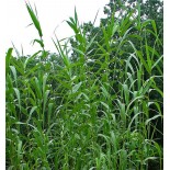 Arundo donax