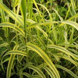 Arundo donax 'Golden Chain'