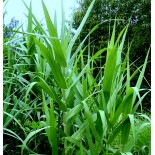 Arundo donax 'Macrophylla'