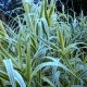 Arundo donax 'Versicolor'