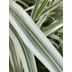 Arundo donax 'Versicolor'