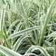 Arundo Donax 'Variegata Compact Elly'