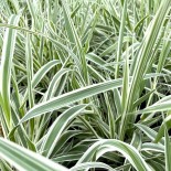 Arundo Donax 'Variegata Compact Elly'