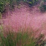 Muhlenbergia capillaris :