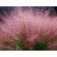 Muhlenbergia capillaris :