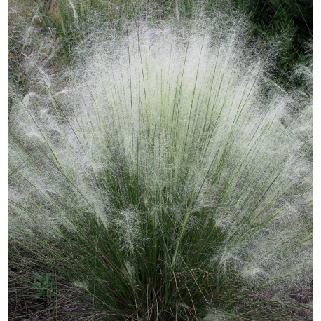 Muhlenbergia capillaris 'White Clouds' :