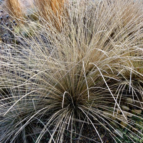 Muhlenbergia dubia