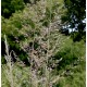 Muhlenbergia emersleyi