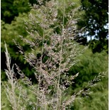 Muhlenbergia emersleyi