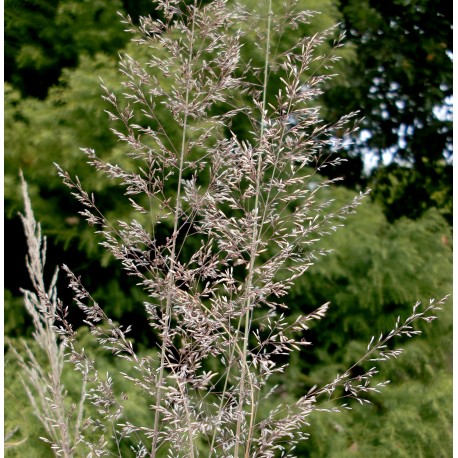 Muhlenbergia emersleyi