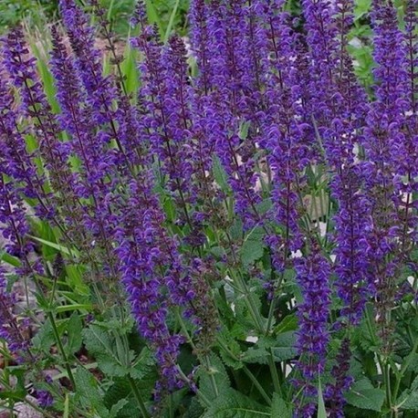 Salvia nemerosa 'Caradonna'