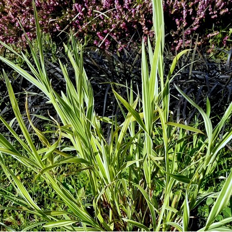 Muhlenbergia japonica 'Cream Delight'