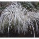 Muhlenbergia rigens