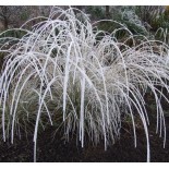 Muhlenbergia rigens