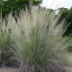 Muhlenbergia lindheimeri