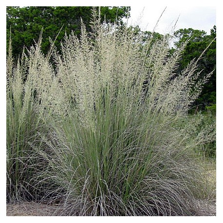 Muhlenbergia lindheimeri