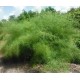 Muhlenbergia dumosa
