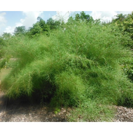 Muhlenbergia dumosa