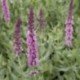 Salvia nemerosa 'Rose Queen'