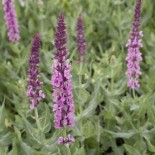 Salvia nemerosa 'Rose Queen'