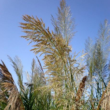 Arundo micrantha