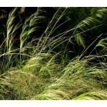 Austrostipa ramosissima