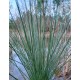 Juncus inflexus 'Blue Arrow'