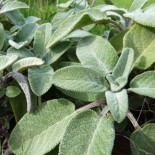 Salvia officinalis 'Berggarten'