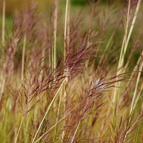 Bothriochloa bladhii