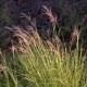 Bothriochloa ischaemum