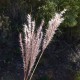 Bothriochloa ischaemum