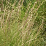 Bouteloua curtipendula