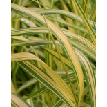 Bromus inermis 'Skinner Gold'