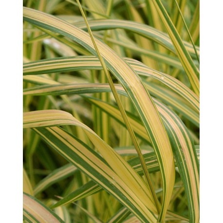 Bromus inermis 'Skinner Gold'