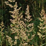 Calamagrostis varia