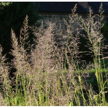 Calamagrostis effusiflorus