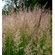 Calamagrostis x acutiflora 'Karl Foerster'