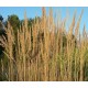 Calamagrostis x acutiflora 'Karl Foerster'