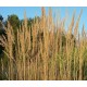 Calamagrostis x acutiflora 'Karl Foerster'