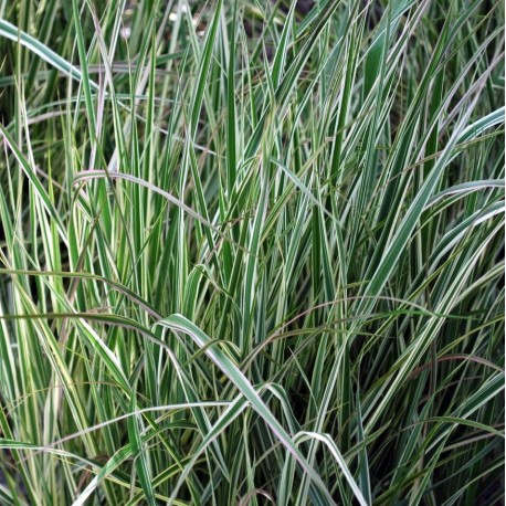 Calamagrostis x acutiflora 'Overdam'