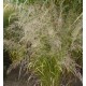 Calamagrostis effusiflorus