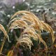 Calamagrostis emodensis