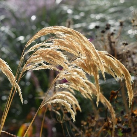 Calamagrostis emodensis